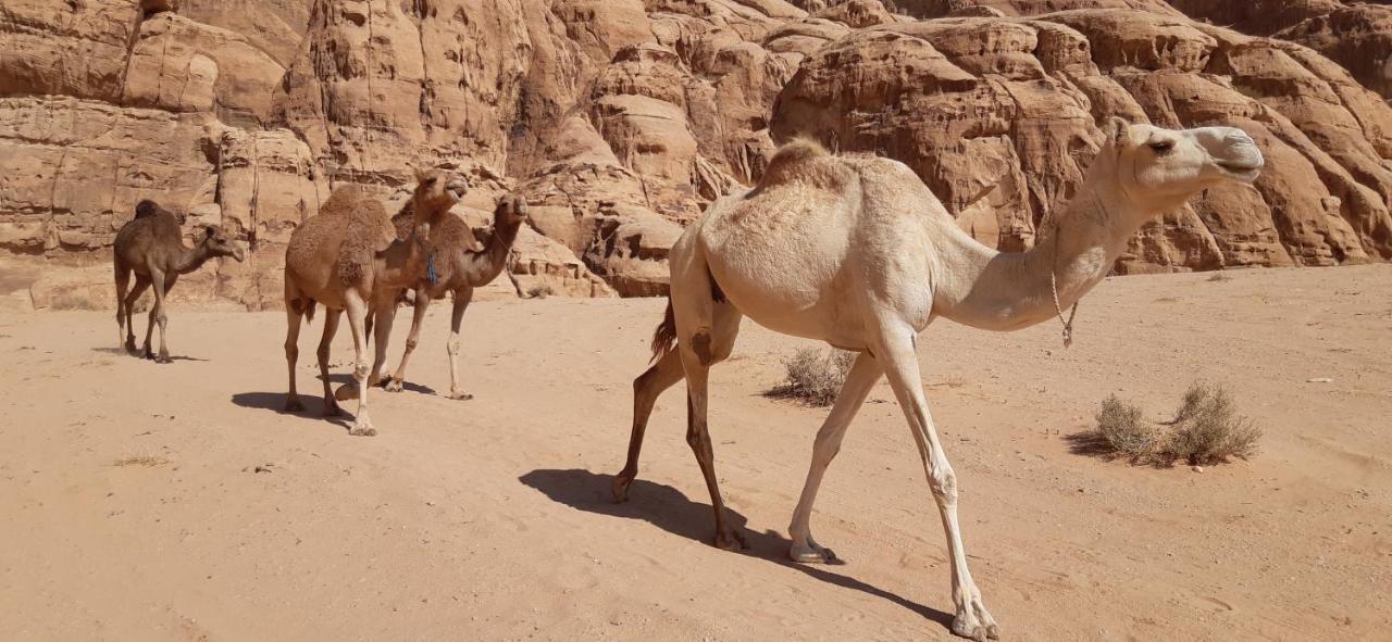 Sunrise camp Hotel Wadi Rum Exterior foto
