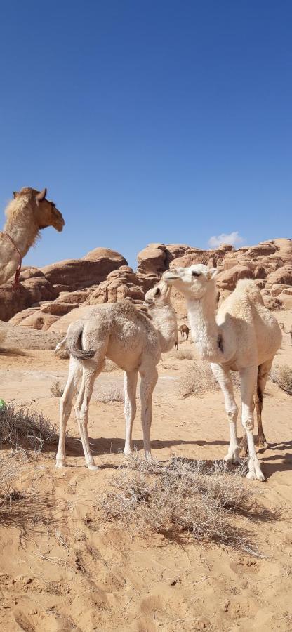 Sunrise camp Hotel Wadi Rum Exterior foto